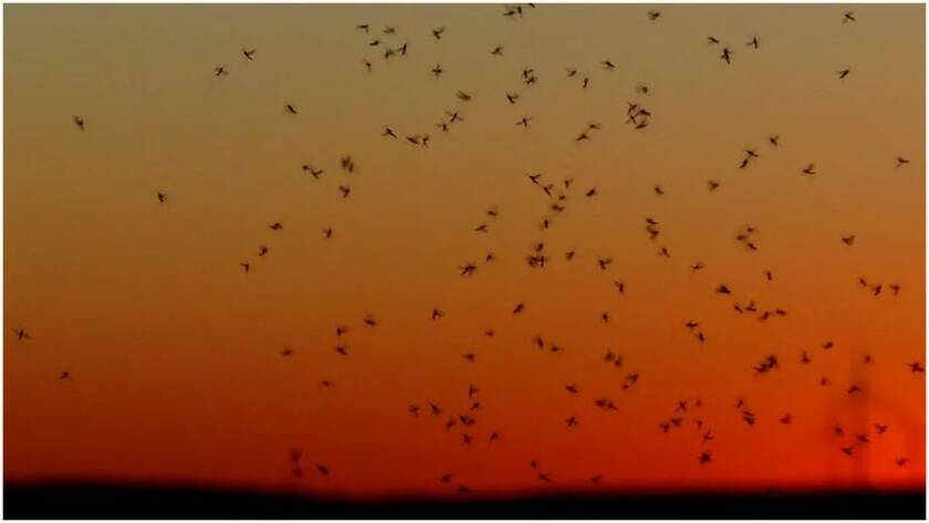 A flock of birds silhouetted in flight across an orange sunset sky over a dark horizon edges.