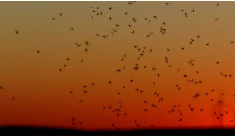 A flock of birds silhouetted in flight across an orange sunset sky over a dark horizon edges.