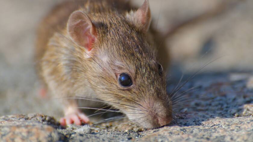 Close-up of a small brown mouse on a rocky surface, with visible ears, whiskers, and dark eye.