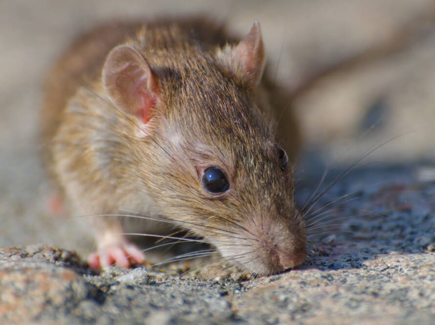 Close-up of a small brown mouse on a rocky surface, with visible ears, whiskers, and dark eye.