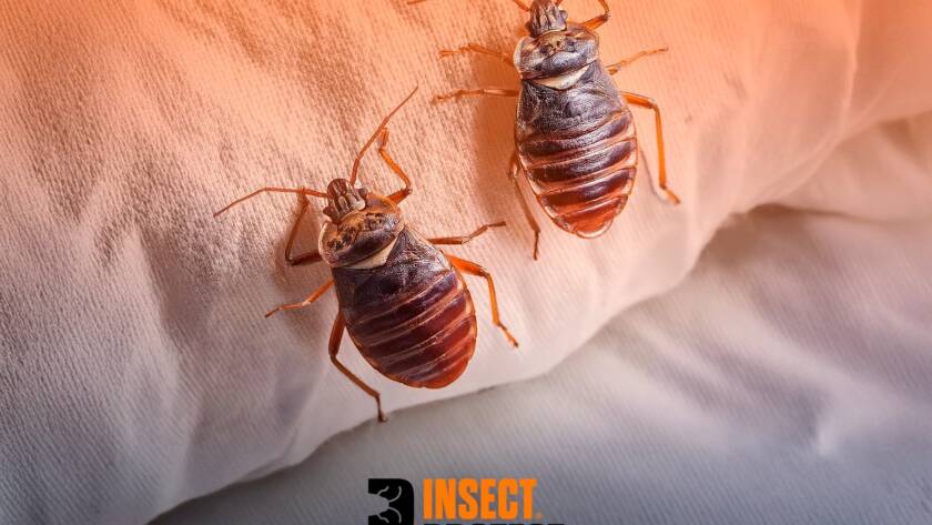 Two brown cockroaches crawl on light fabric with an orange tint, with a partial logo reading 'Insect Protect' near the bottom.