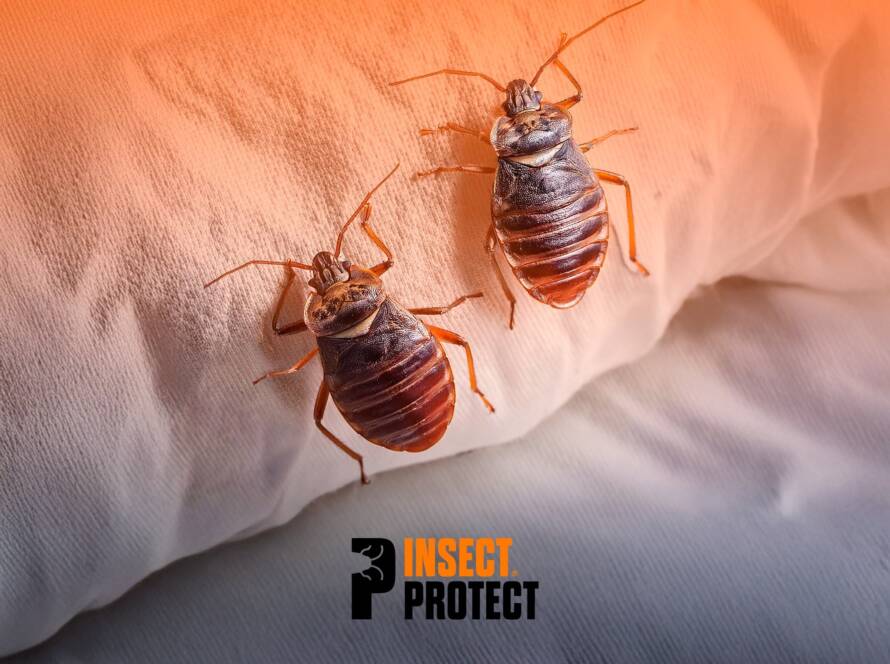 Two brown cockroaches crawl on light fabric with an orange tint, with a partial logo reading 'Insect Protect' near the bottom.